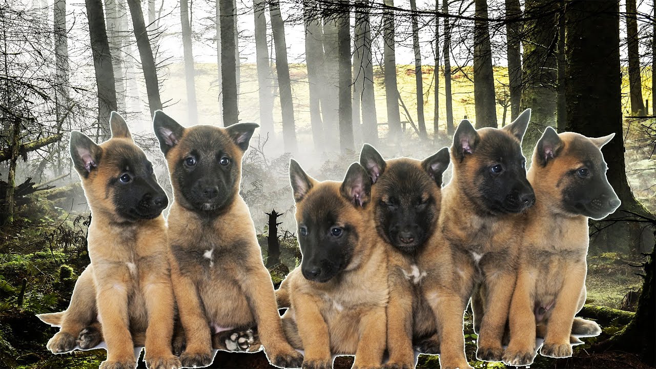 Selecting a Belgian Malinois Puppy: The Best & Worst!