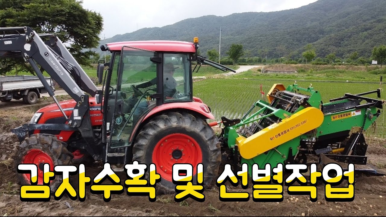 @만고땡 이사부  초보감자수확은? 선별작업과정