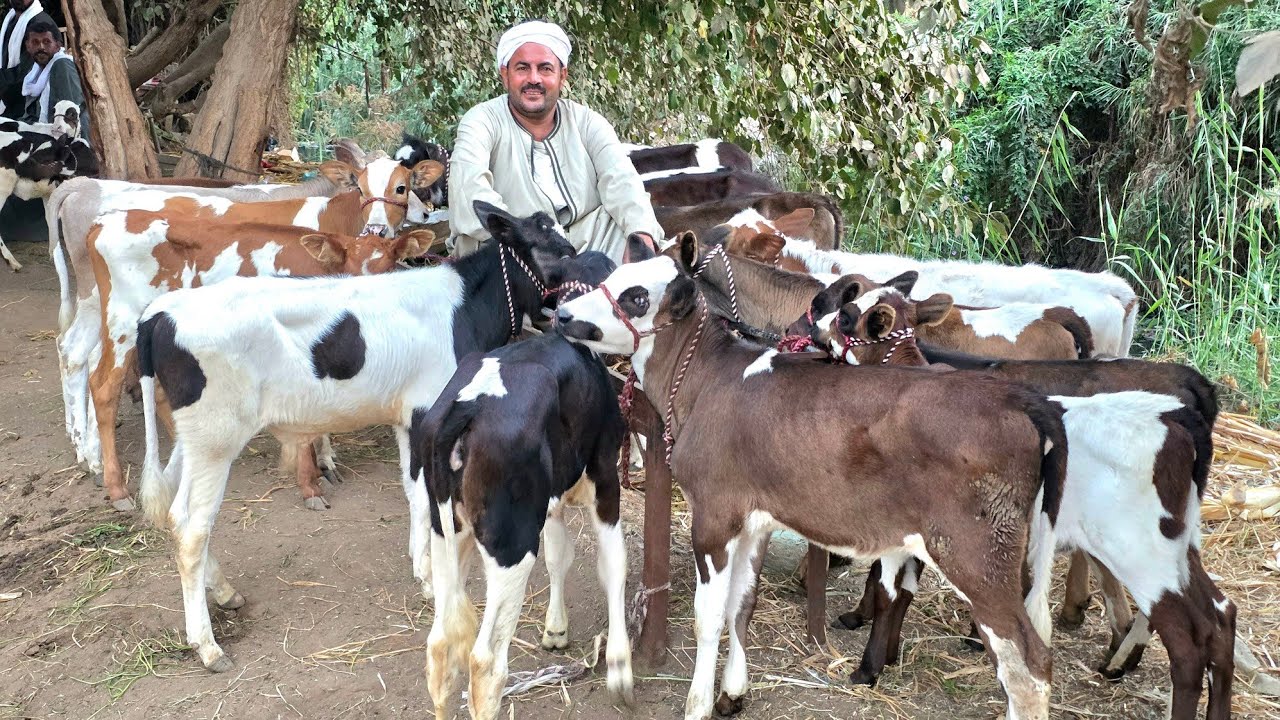 ‏المعلم سعيد هايخلي كل فلاح يربط من عنده عجله صفقة عجول وعجلات وسعر من تحت خالص ببلاش