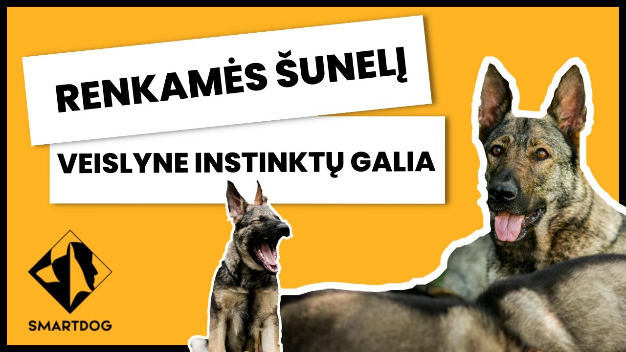 Kaip išsirinkti šunį su INSTINKTŲ GALIA // SMARTDOG Šuniški Pokalbiai