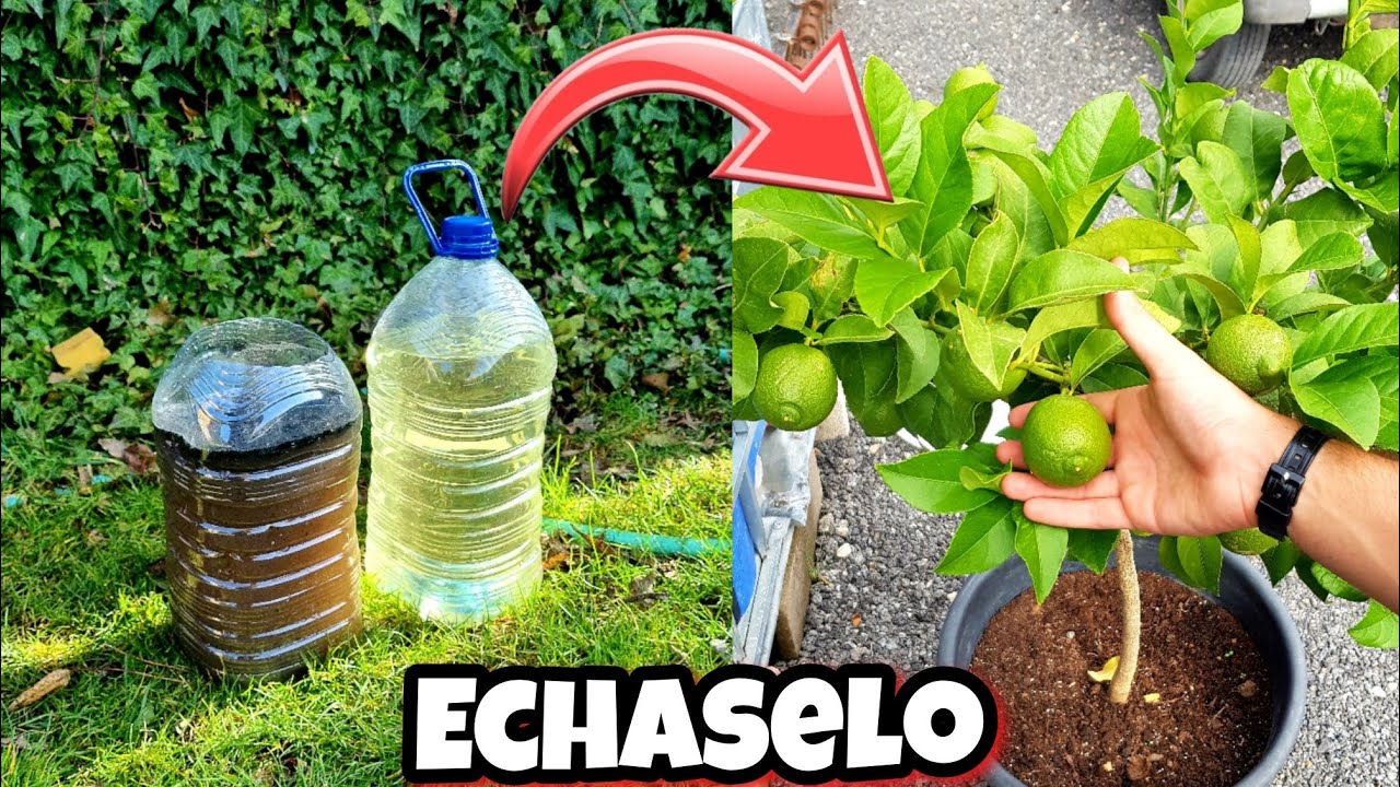 CÍTRICOS con + FLORACIÓN 🍋 FRUTOS y Crecimiento con este abono casero orgánico para plantas y huerto