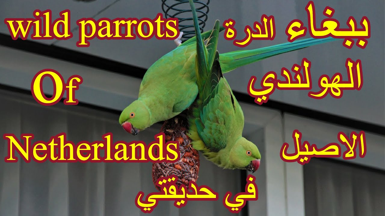 Wild parrots of the Netherlands, free parakeet