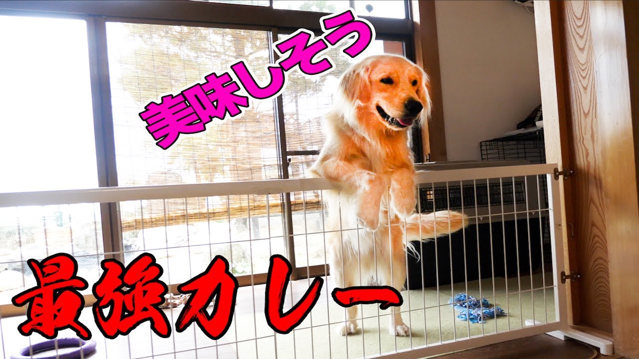 味が凝縮された究極のカレーが出来た!!