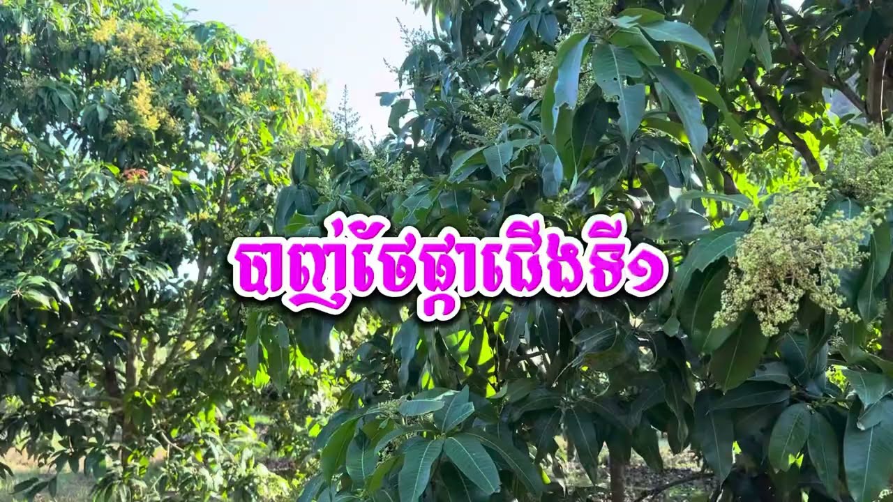 #ស្វាយកែវរមៀត ការបាញ់ថែទាំផ្កាស្វាយ ( ជើងទី១ )