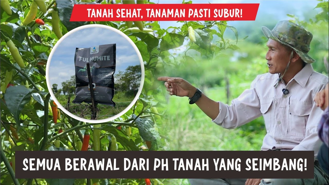 Cara mempertahankan kesuburan tanah agar tanaman cabe tumbuh subur dan buahnya lebat