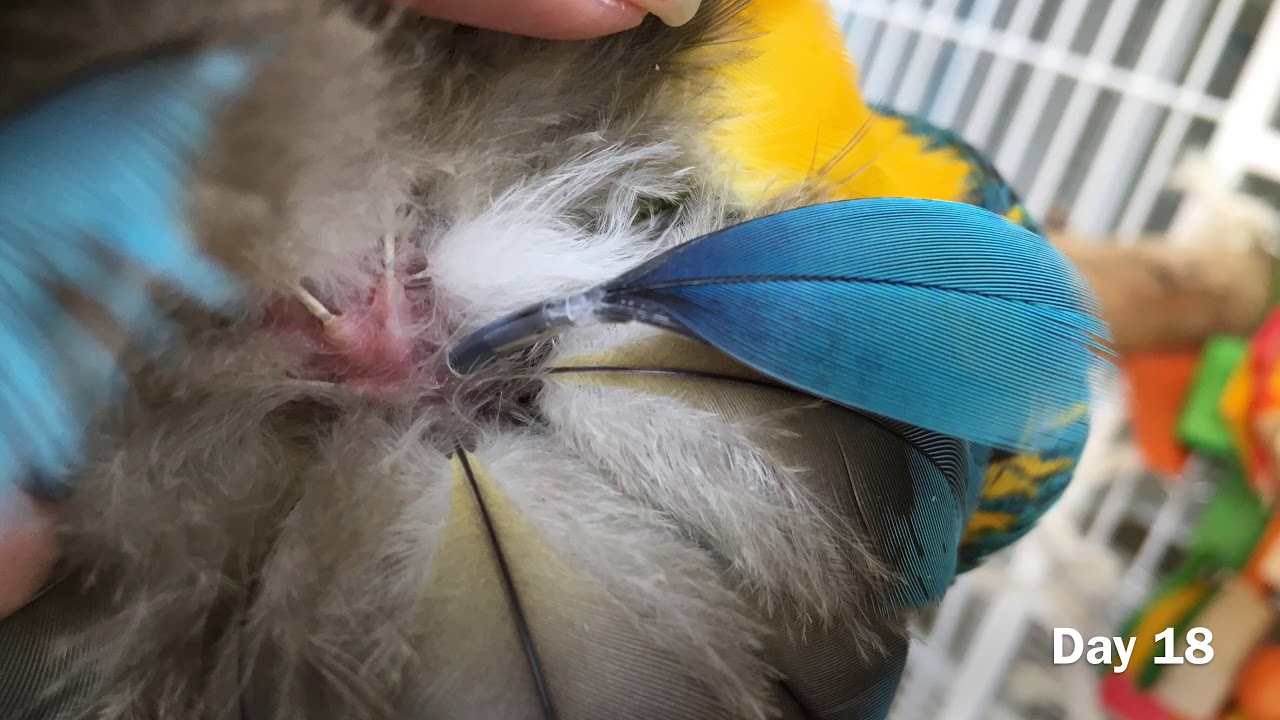 How A Feather Grows!  Follow Alejandro On Insta @ alejandro_themacaw