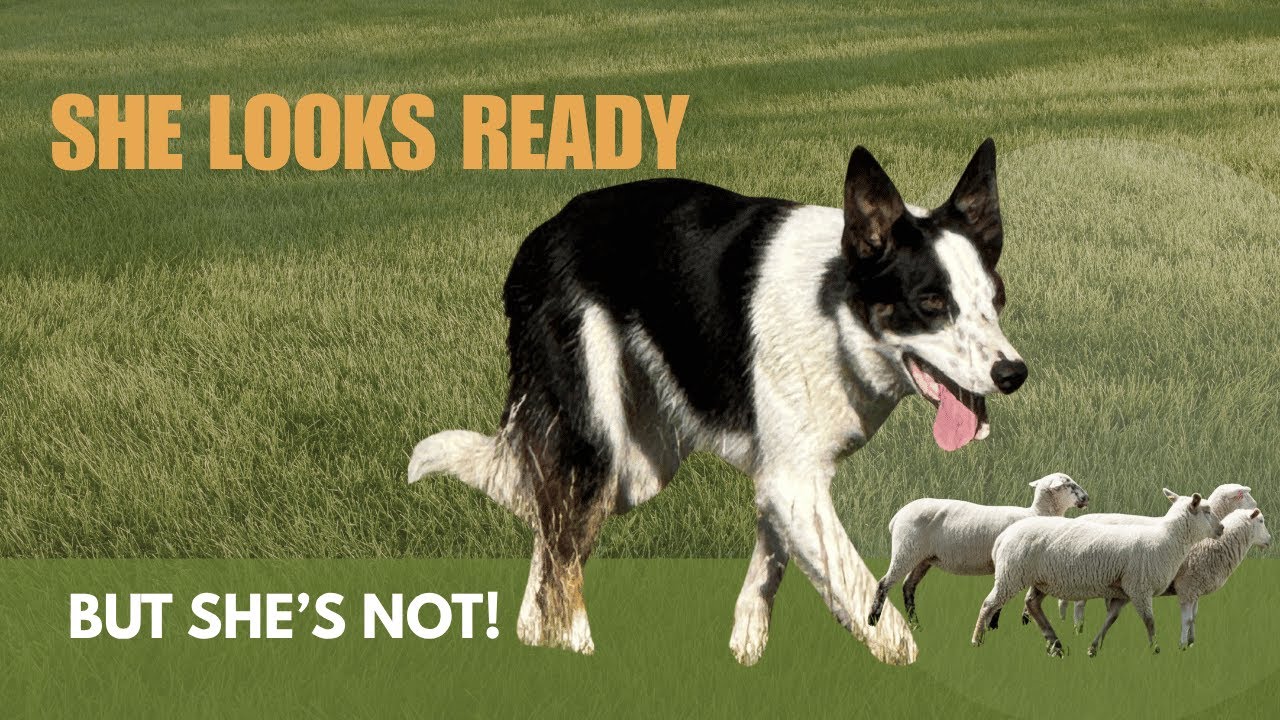 Why Patience Builds Better Stock Dogs: Introducing a Young Dog to Stock-Part 1