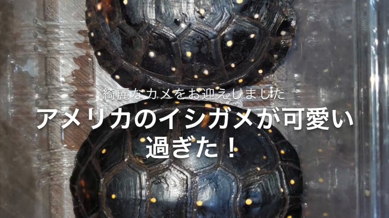 綺麗なカメをお迎えしました！キボシイシガメが可愛い過ぎる！