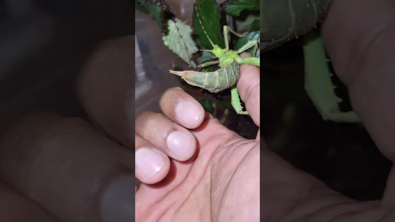 Heteropteryx dilatata, bicho pau malayo