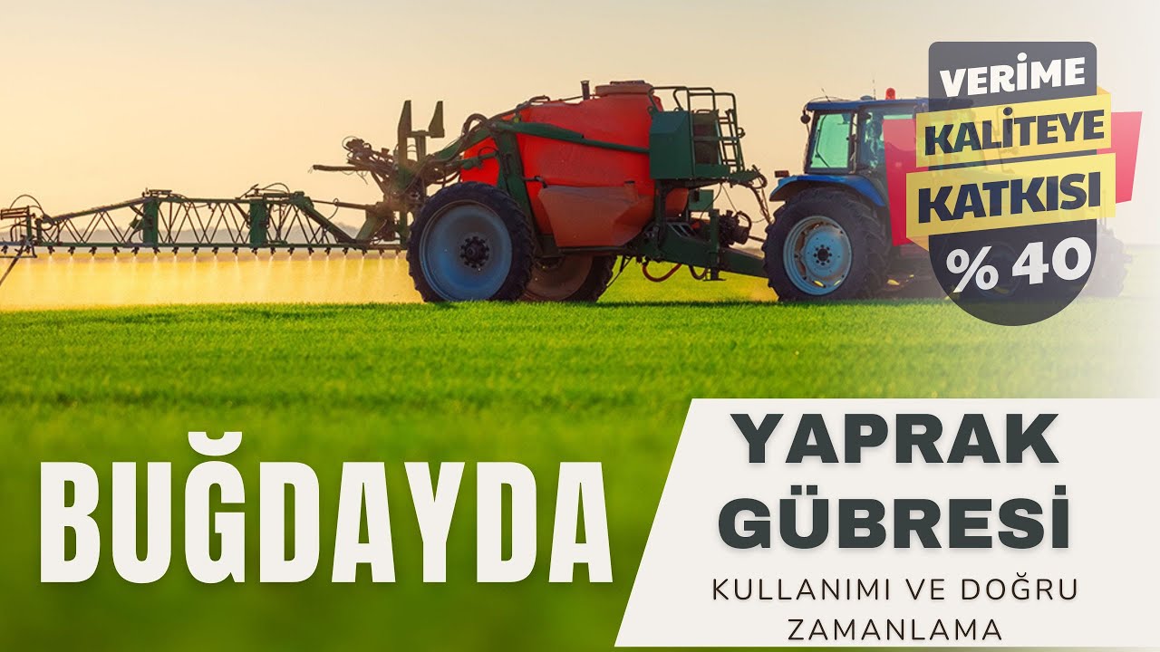 Buğday Verimini %30 Artıran Yaprak Gübresi Sırları! | Doğru Zaman ve Yöntemler