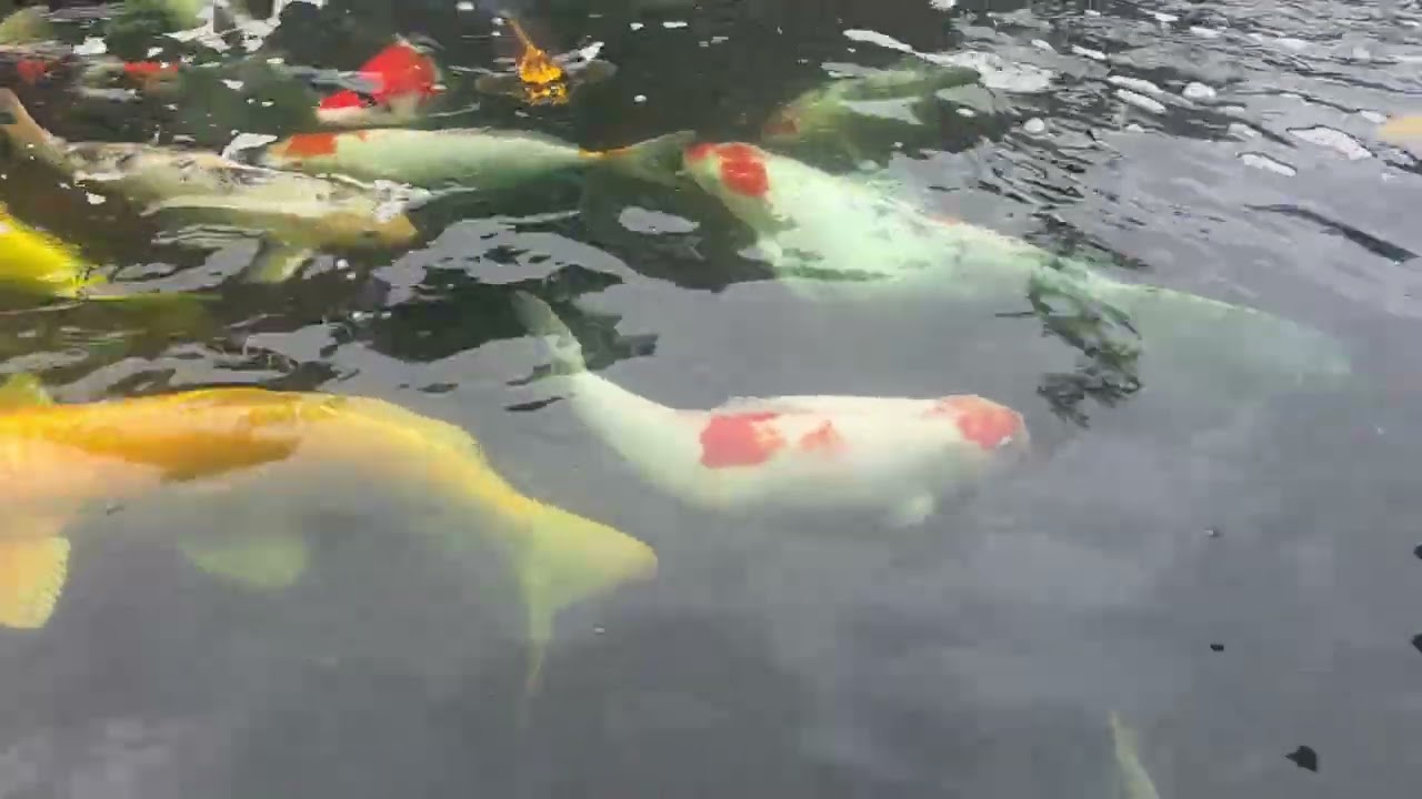 Koi pond water is much cleaner after two treatments. 