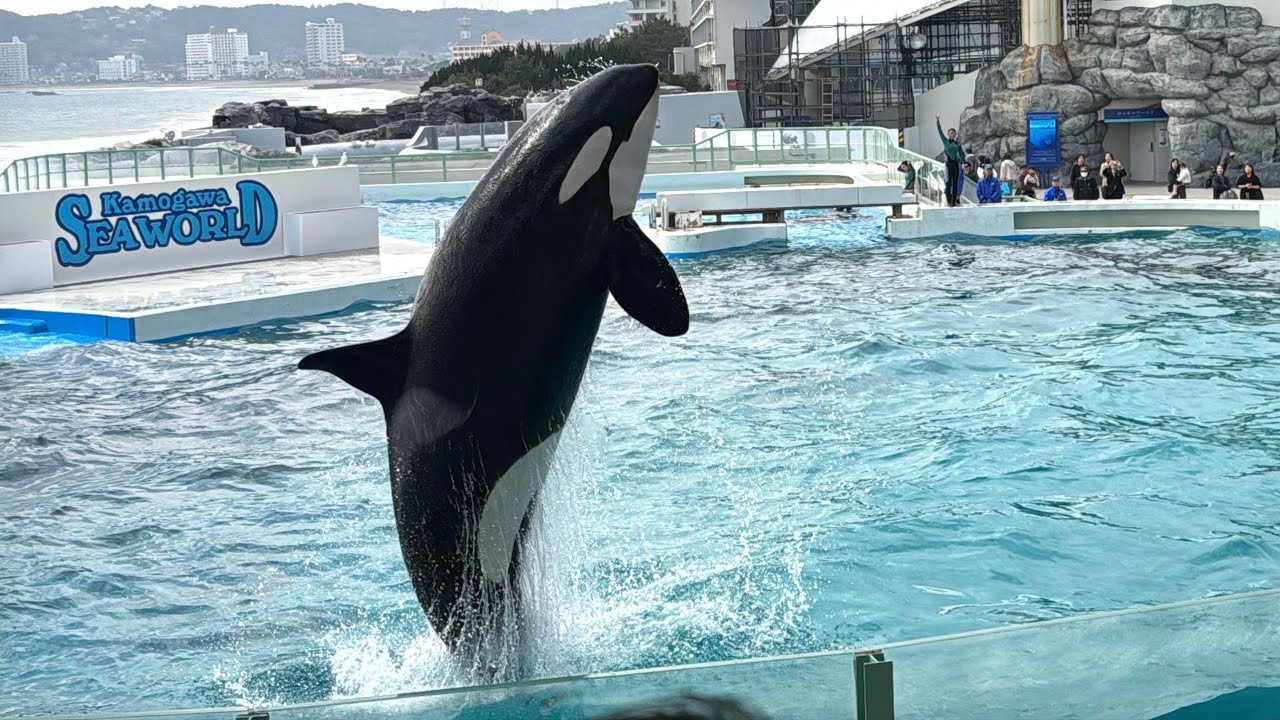 シャチのショー