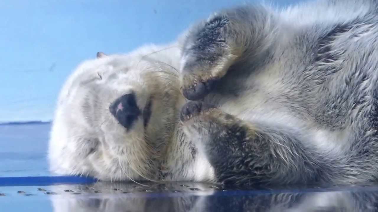 熟睡するラッコ、ミール（20131019＠サンシャイン水族館）