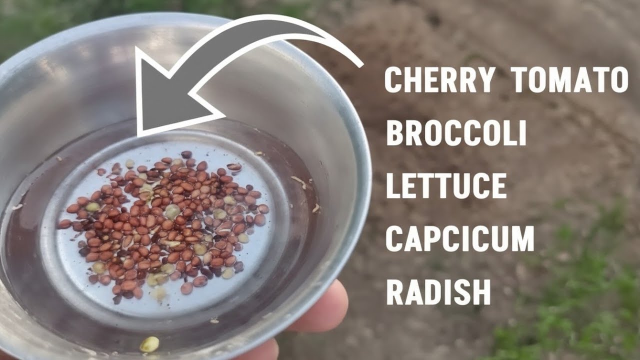 Unbelievable Results! I Sowed Soaked & Sprouted Vegetable Seeds—See What Happened Next!