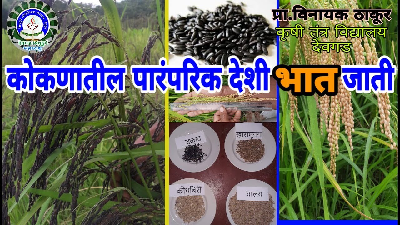 पारंपारिक देशी भाताच्या जाती/Traditional Rice Paddy Varieties