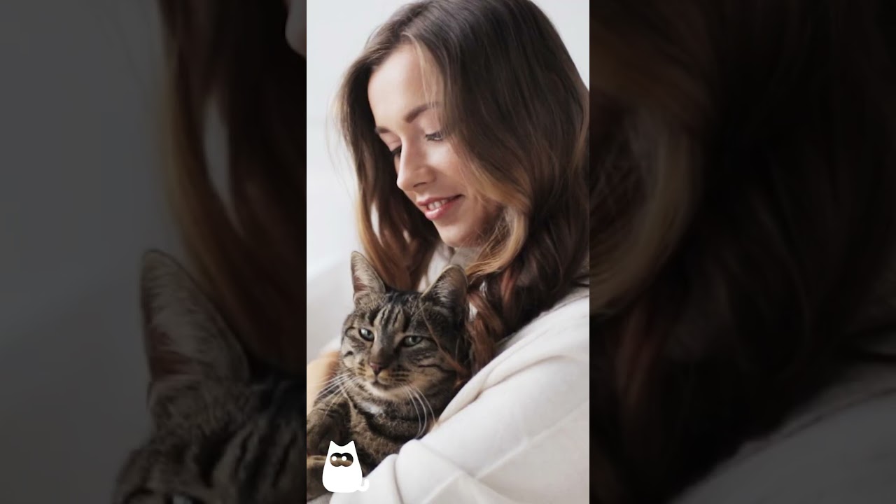 7 coisas que voc&ecirc; N&Atilde;O SABIA sobre GATOS TIGRADOS 🐱 #gatos #tabby #tigrados #curiosidades