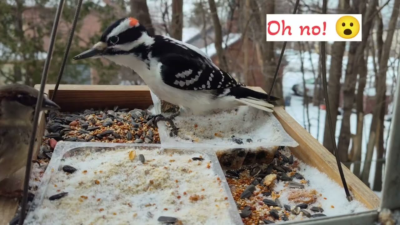 Woodpecker Trying to Bite Other Birds. Raw Footage of Birds and Winter Snow ❄️