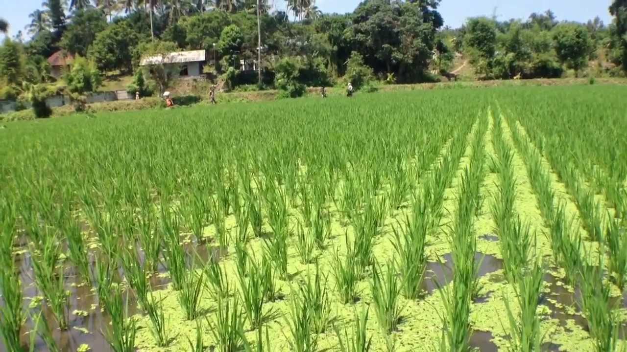 Free Nitrogenous Fertiliser from Azolla on Rice Paddies