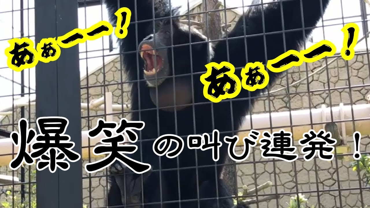 爆笑の叫び声を間近で連発！ファンサービスが良すぎるフクロテナガザル！東山動物園