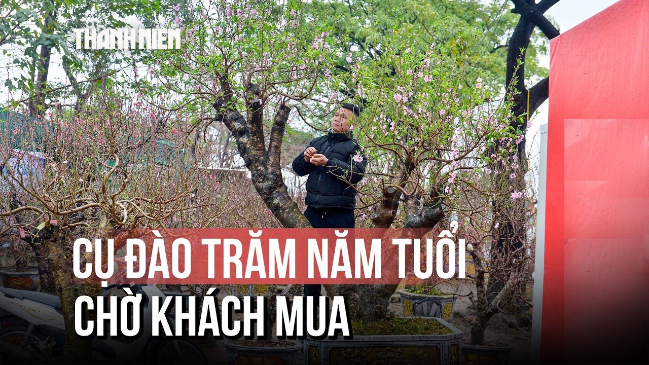 Hoa Tết 2026: Đào cổ thụ trăm tuổi 