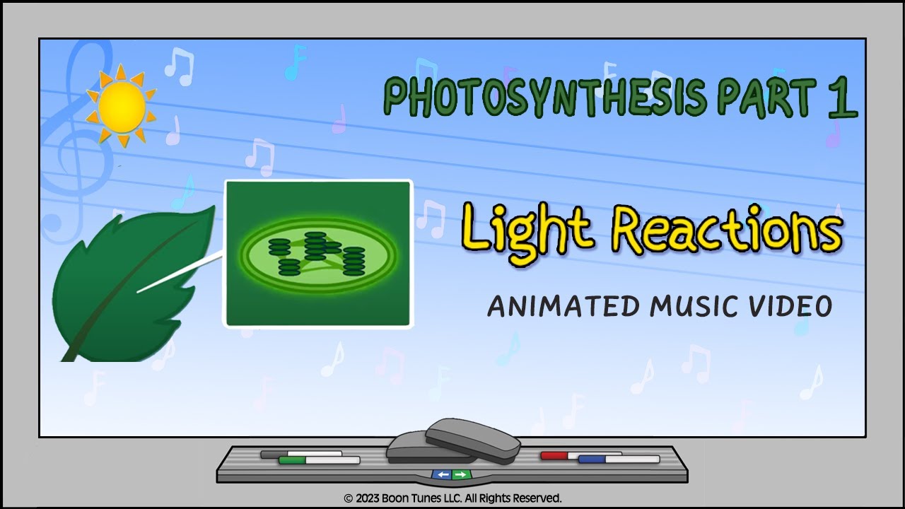Photosynthesis Part 1: The Light Reactions | Animated Science Song |