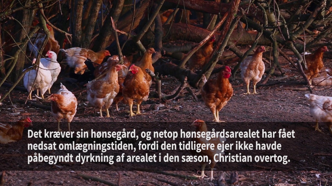 Økoslagtekyllinger i konventionelle svinestalde