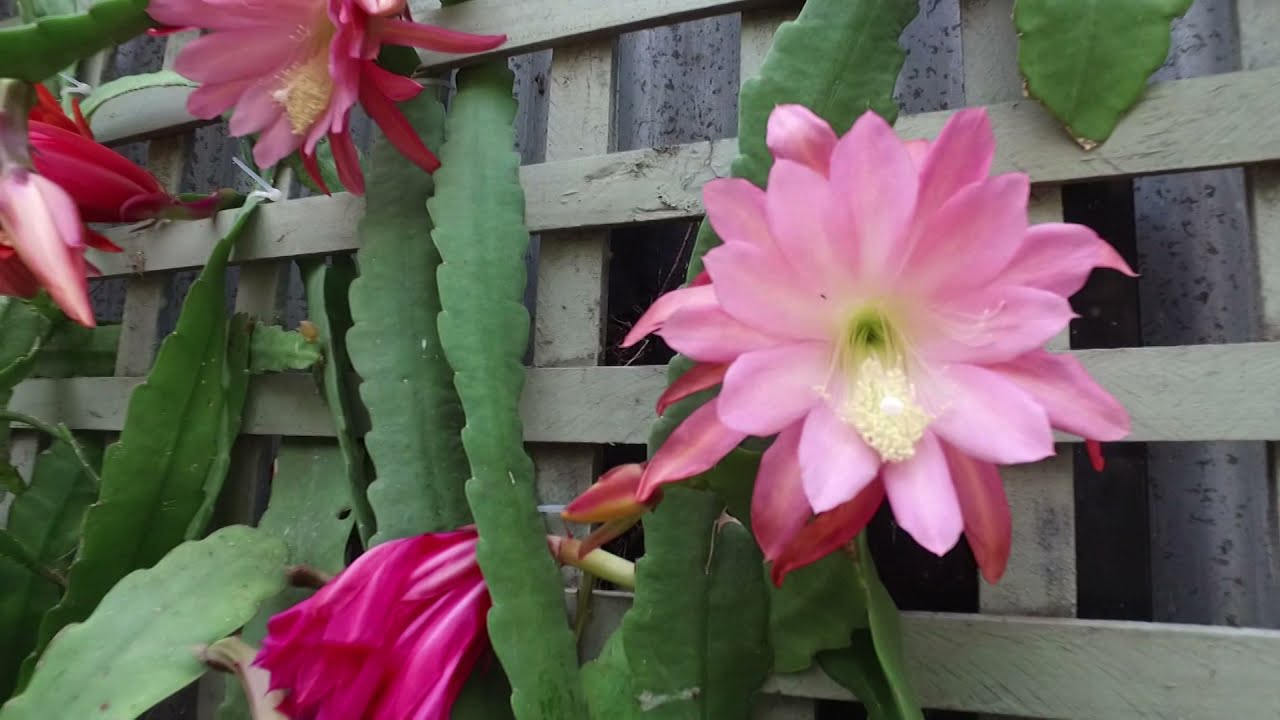 Epiphyllum