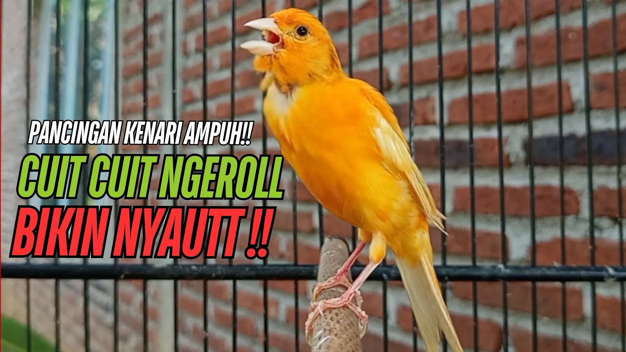 SUARA Kenari GACOR PANJANG Pancingan & masteran Kenari Paud AGAR gacor AMPUH Kenari MACET bunyii