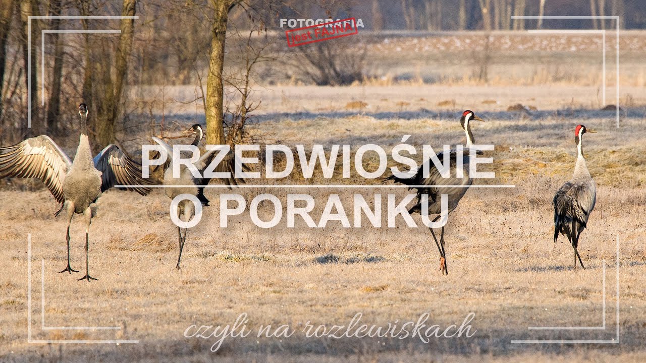 🚩 Przedwiośnie o poranku czyli na rozlewiskach - Fotografia jest Fajna
