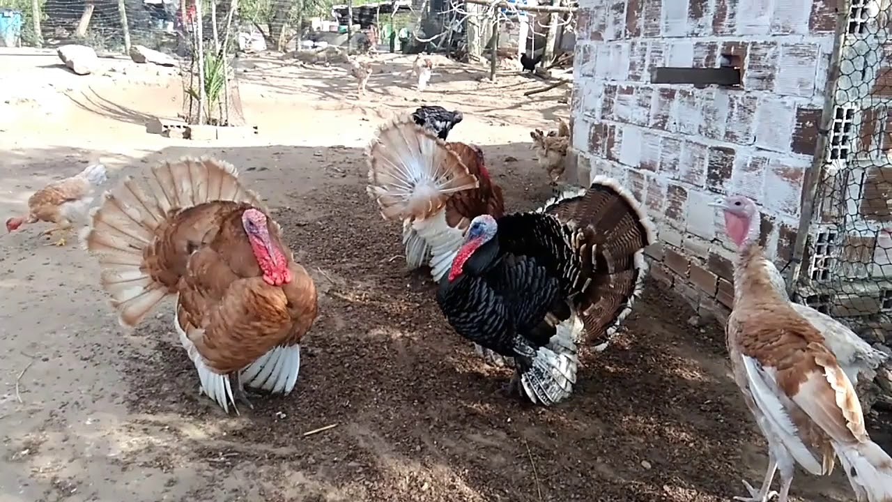 Todos os Perus e Peruas.