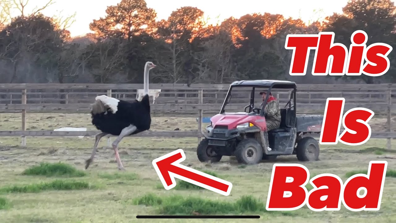 The Great Egg Chase