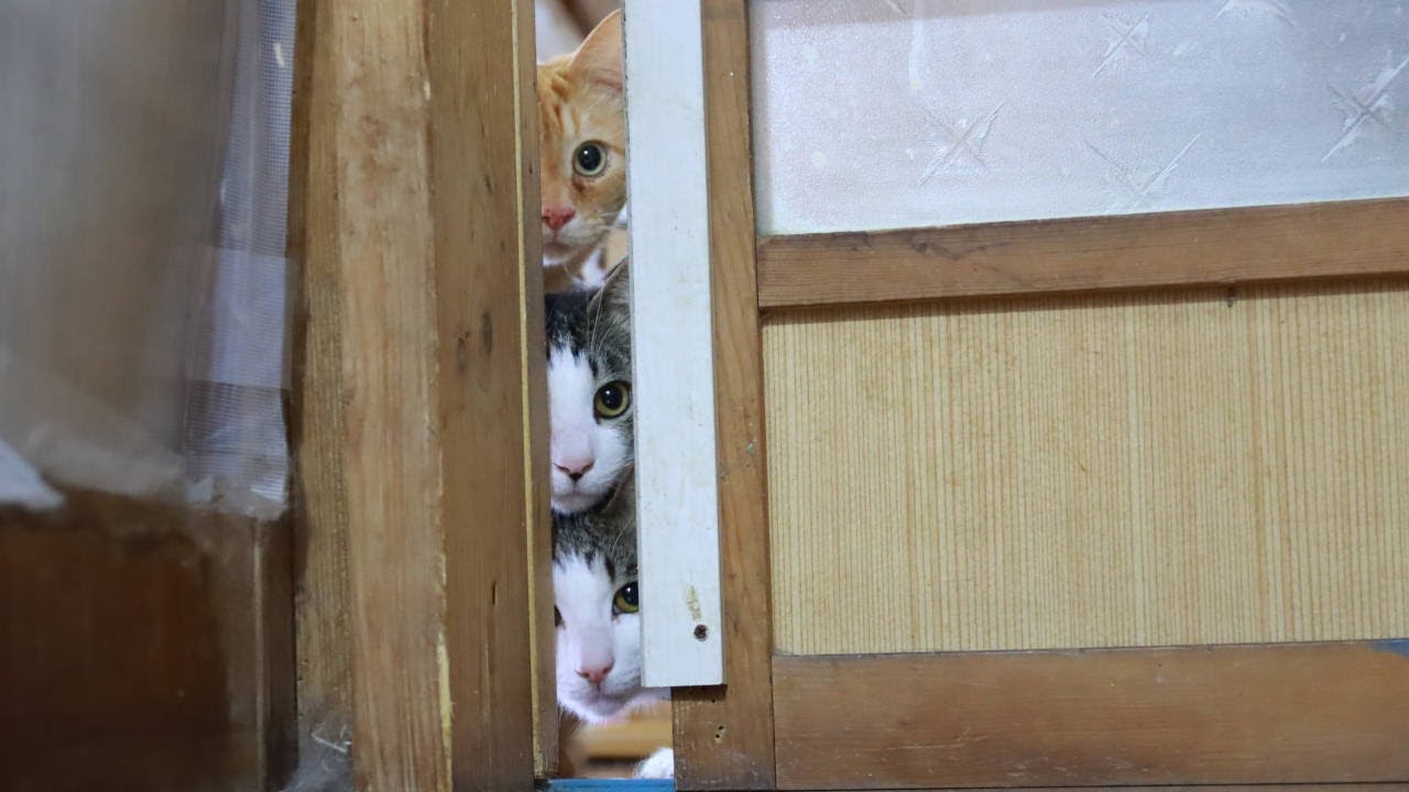 戸を開ける猫たち　240730