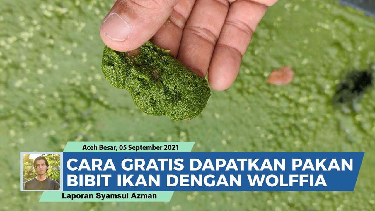 Pakan Ikan Penganti Pelet, Wolffia Tinggi Protein untuk Ikan Hias dan Segala Bibit Ikan
