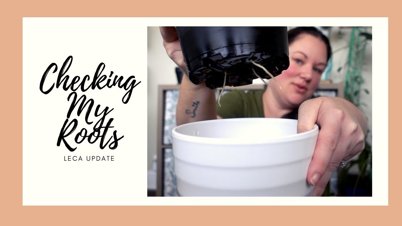 Checking My Roots | LECA Update!
