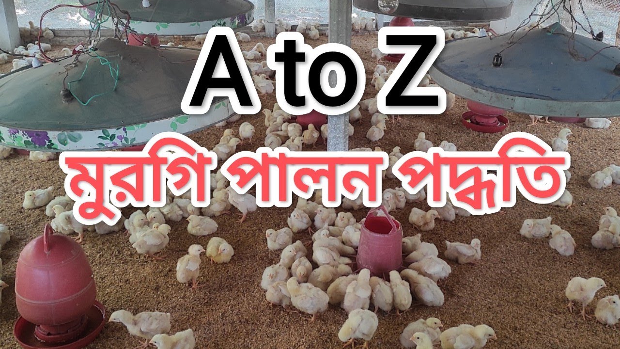 🙋A TO Z ব্রয়লার মুরগি পালন পদ্ধতি — শুরু থেকে শেষ পর্যন্ত সম্পূর্ণ নির্দেশনা” ব্রয়লার মুরগি পালন..