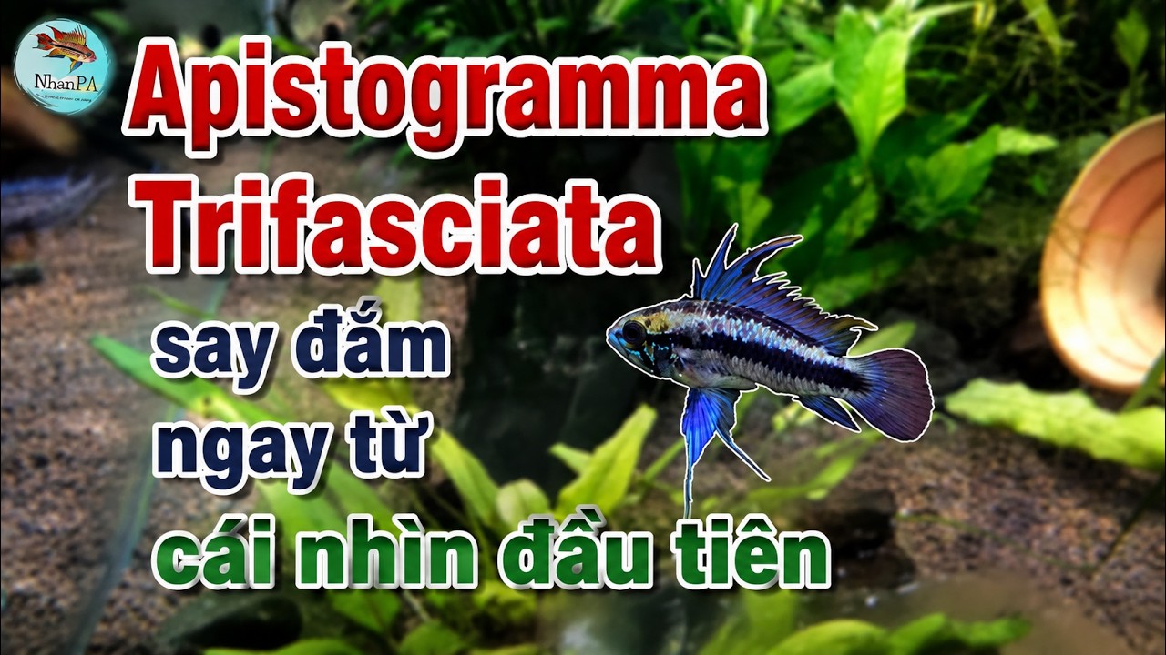 Ap.Trifasciata - dòng cá phượng hoàng làm tôi say đắm !