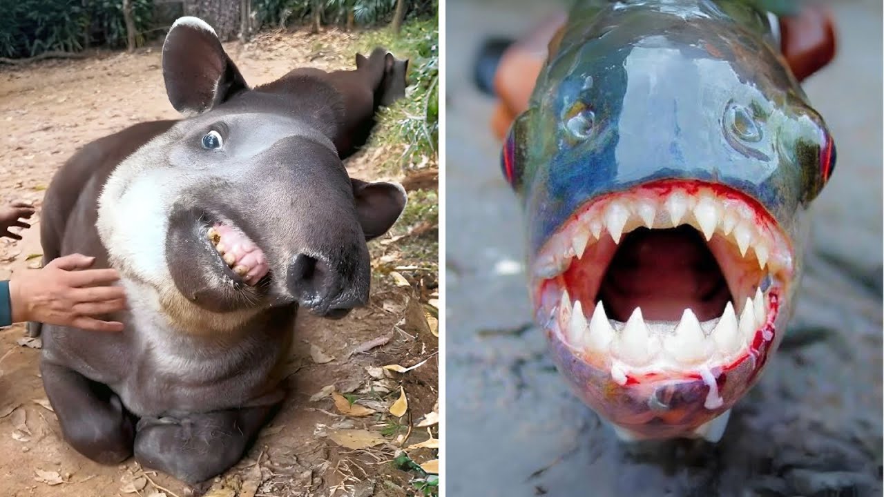 10 Bizarre Animals Found in BRAZIL!