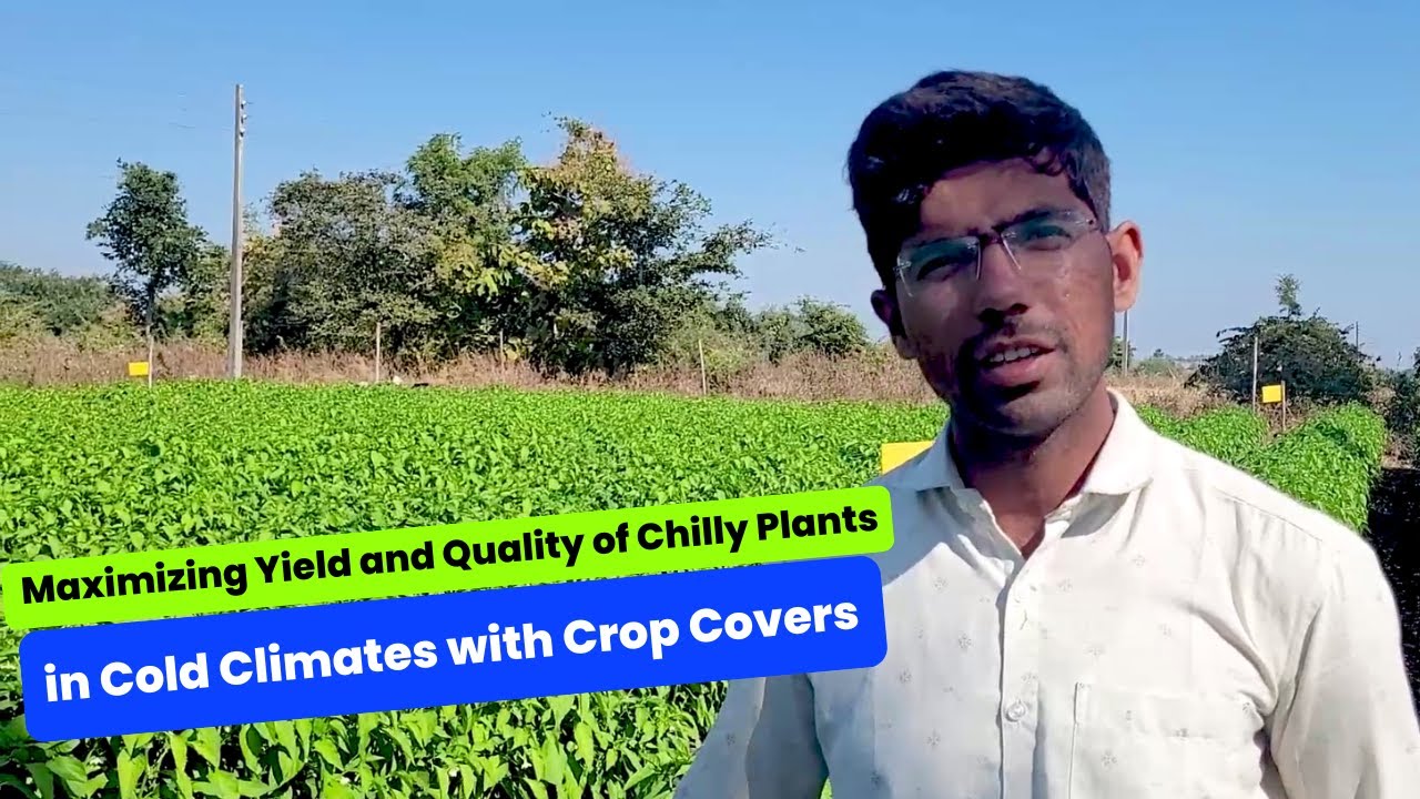 Maximizing Yield and Quality of Chilly Plants in Cold Climates with Crop Covers