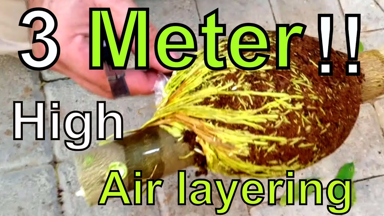 Air Layering citrus tree