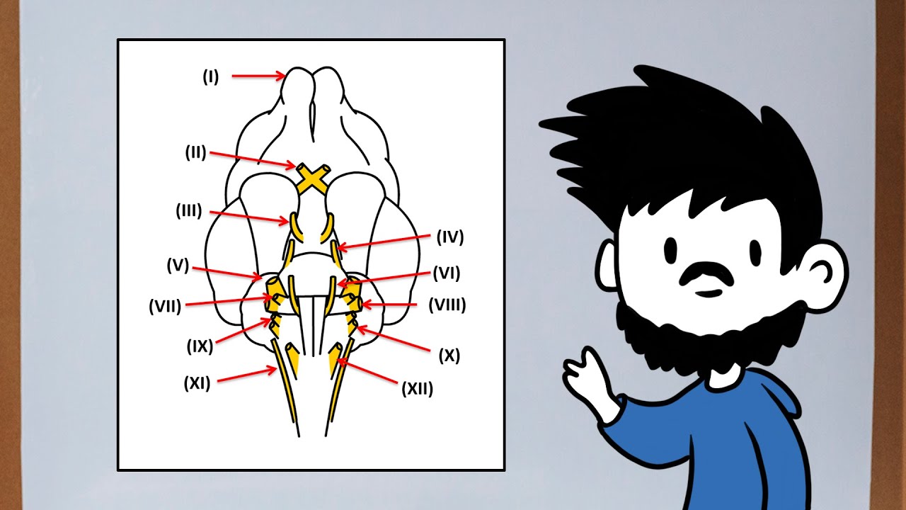 Nervios craneales (parte 1) Anatomía veterinaria