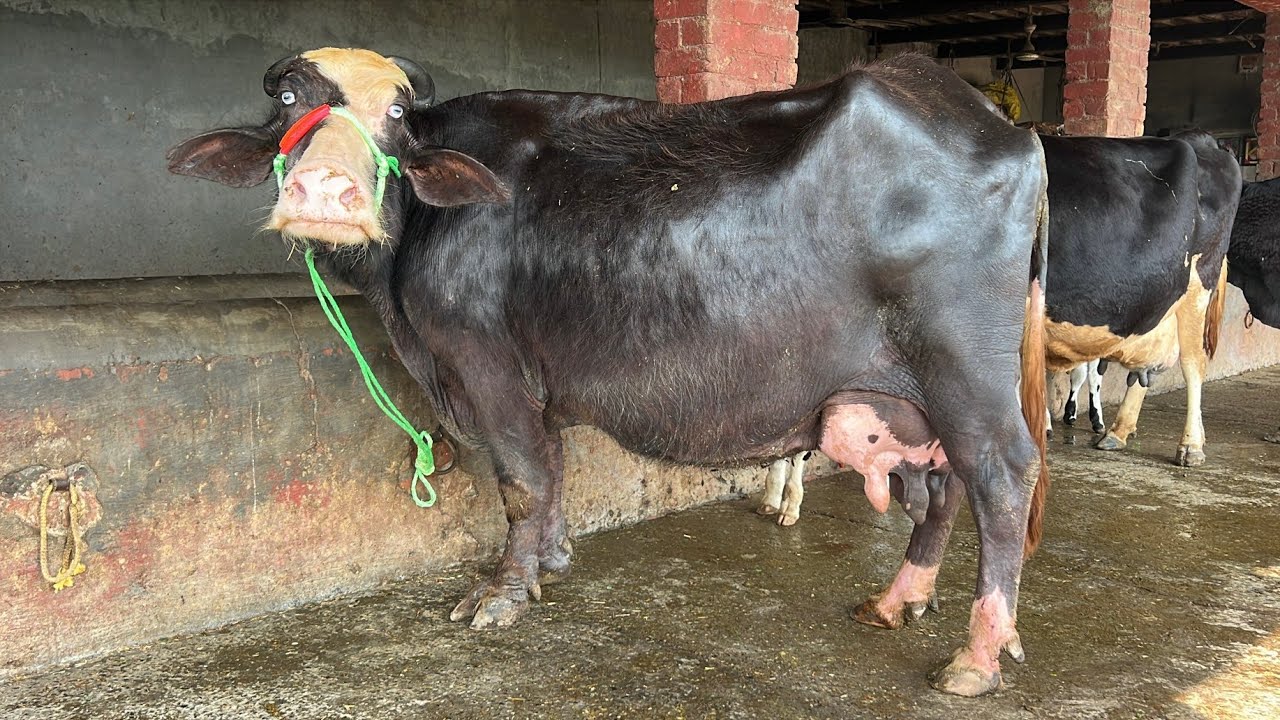 ਸੰਦੀਪ ਸੁਰਸਿੰਘ ਕੋਲ ਇੱਕ ਤਾਜੀ ਸੂਈ ਨੀਲੀ ਰਾਵੀ ਮੱਝ/4 ਵਹਿੜਾ ਵਿਕਾਊ ਸਸਤੇ ਭਾਅ ਰੇਟਾਂ ਤੇ/ਤਰਨਤਾਰਨ 