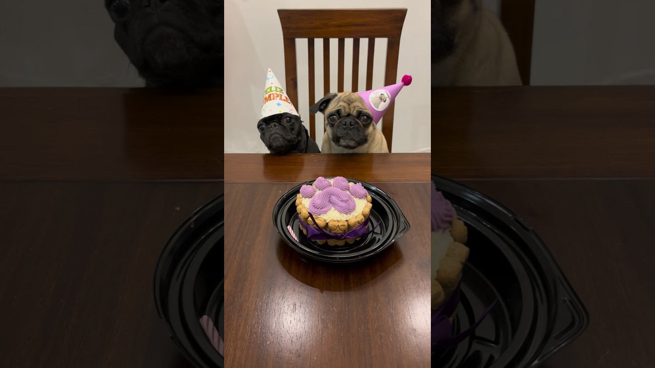 Hoy es mi woofplea&ntilde;os 🐾🐶🎉🎂 #itspugbertha #itspugsita #pugs #perros #mascotas #cumplea&ntilde;osperruno