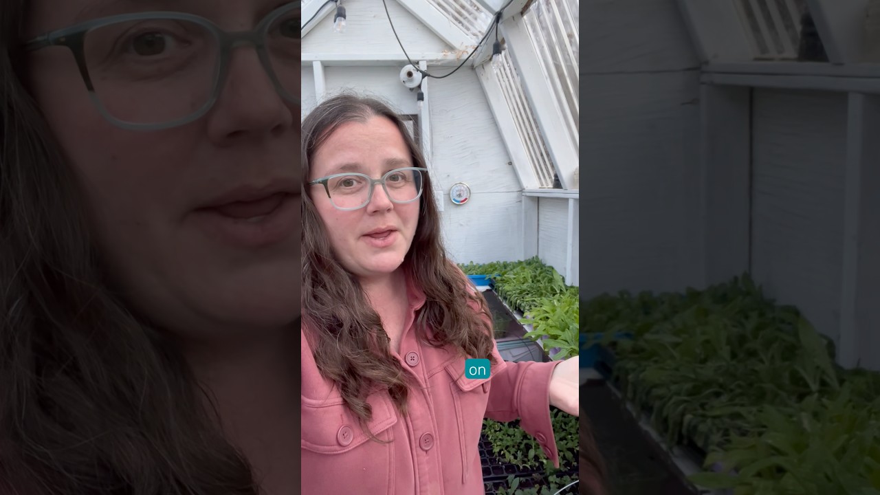 Tips for using an unheated greenhouse #ihavethisthingwithplants