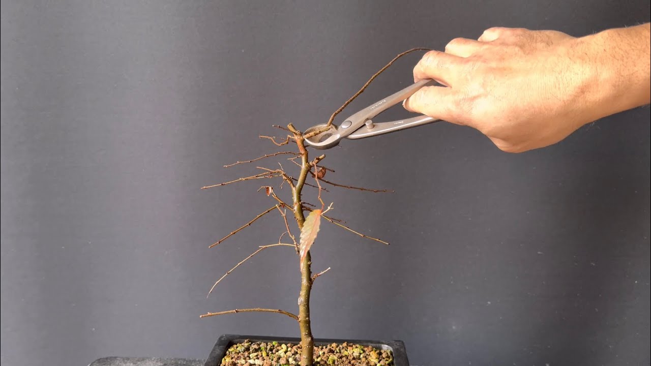 Young Japanese Zelkova | The Bonsai Area |