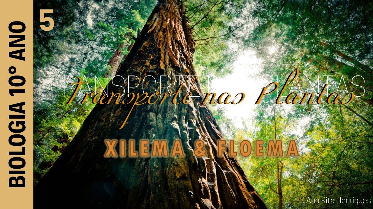 BIOLOGIA 10º - 5. Xilema & Floema