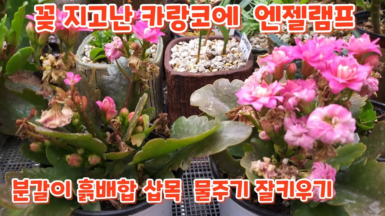 꽃 지고난 #카랑코에 #러브벨{엔젤램프} #분갈이 #흙배합 #삽목 #물주기  잘키우기