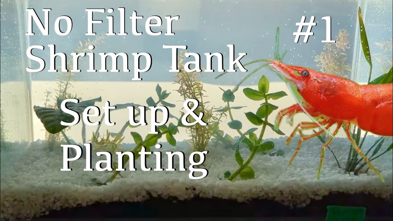 (New Setup) Low Tech Walstad Nano Shrimp Tank - Set up & Planting