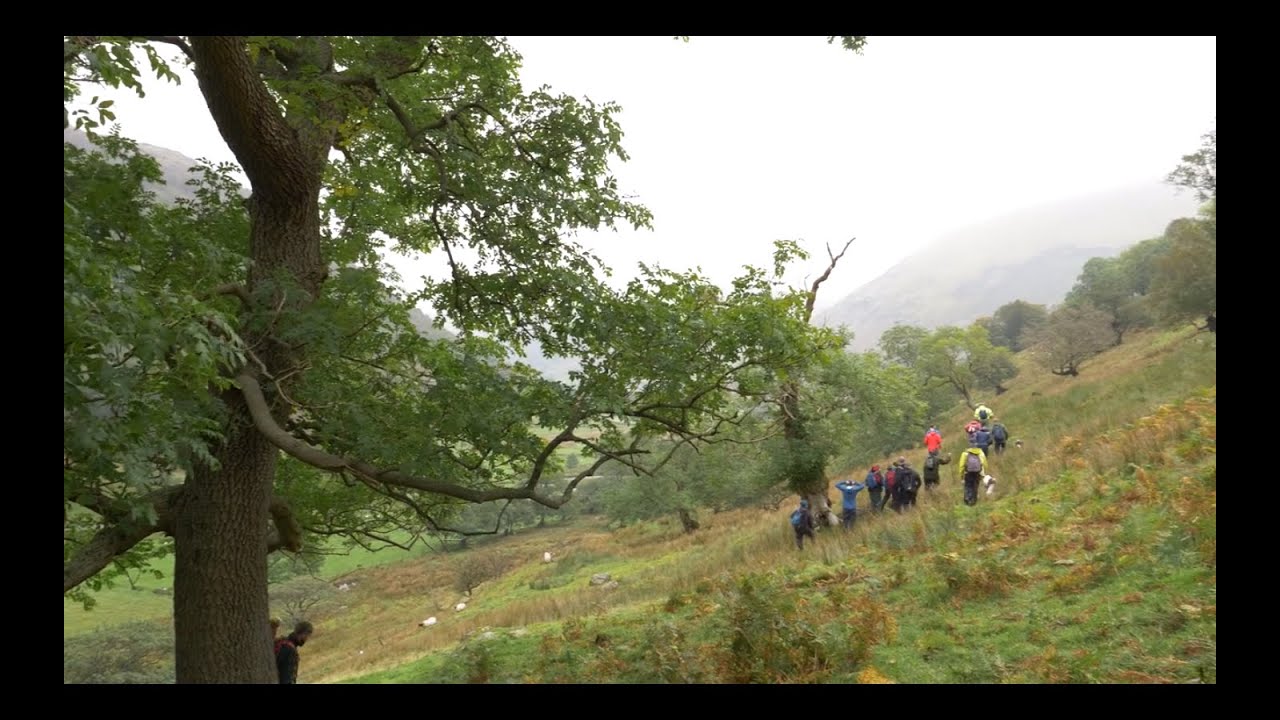 Ash Pollards of Hartsop Hall