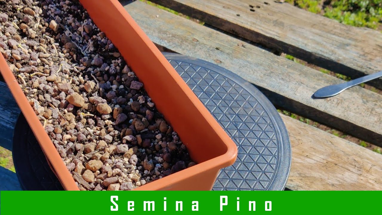 Ho seminato i Pini dopo la vernalizzazione - Tutorial