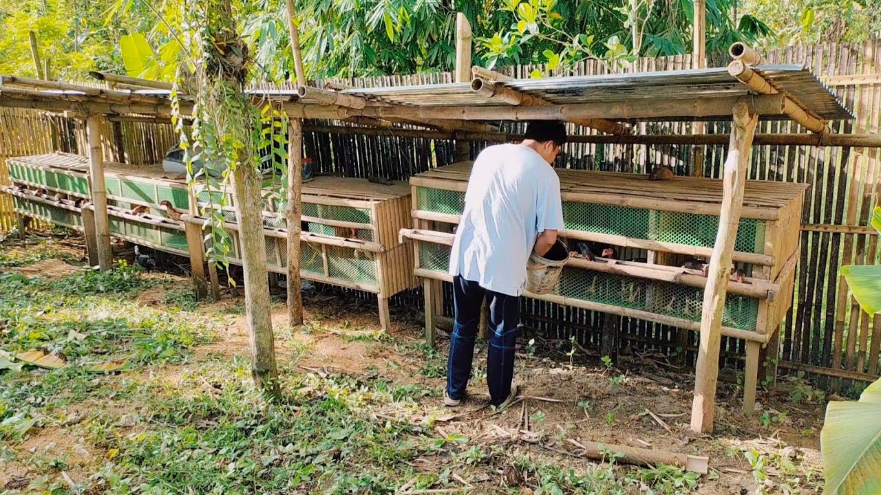 SHAMO CHICKEN FARM